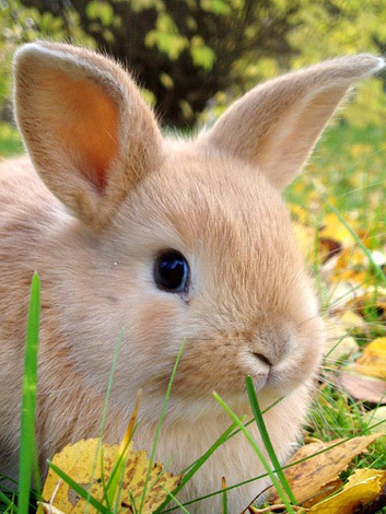 cute-rabbit-001.jpg